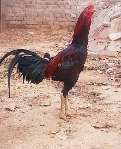 Aseel Thai Chicks for sale