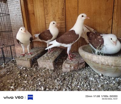 Breeder Pair with Chicks