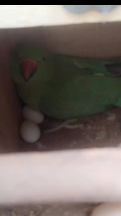 female breeder parrot 100 % garnte