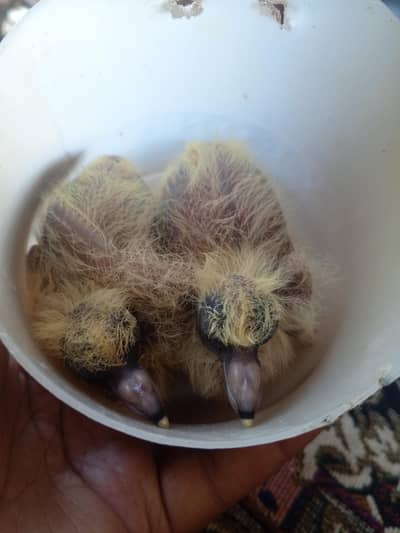 pigeon babies