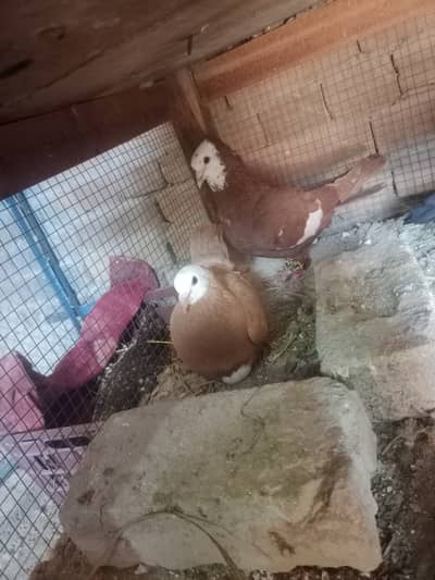 Breeder pair forsell