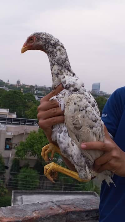 German coco o shamo urgent for sale