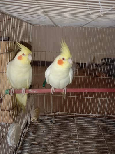 cream Cockatails Lovebirds