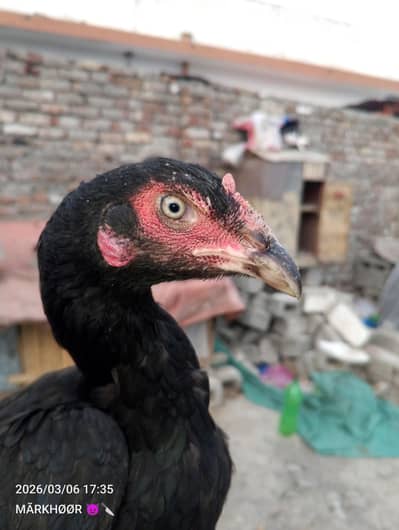 ASEEL MURGi mushki MURGi black  MURGi ASEEL  LASANI