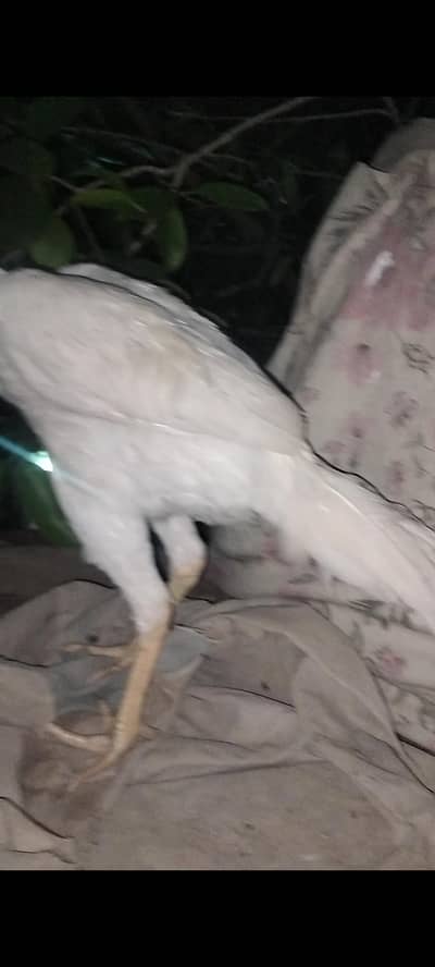 sultoon fsd  5500 so video mil jay gy