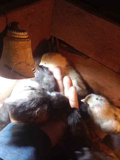 ayam cemani. lohmon black & brown chiks. 1 chiks price Rs. 250