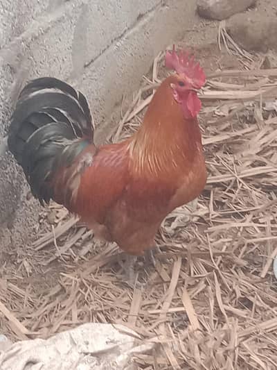 Beautiful Male Hen