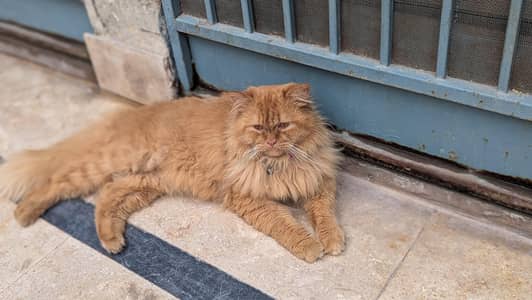 Persion Male for Sale