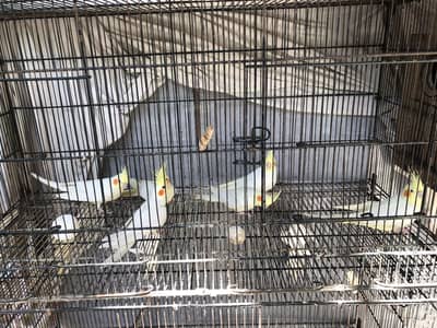 cocktail birds for sale