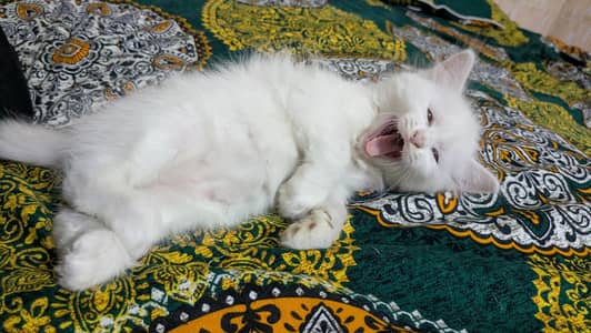 kittens ( pair ) available for sale 0.3. 1.9. 0.6. 5.6. 4.1. 0