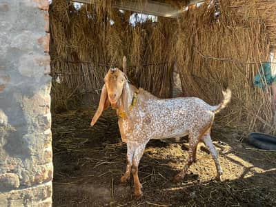 Makhi Cheena Breeder Male