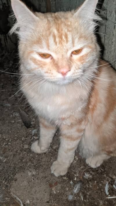 percian cat male