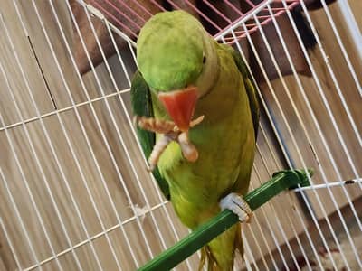 alaxanderine parrot male for sale