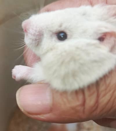 hamster baby  available in sadiqabad  RYK