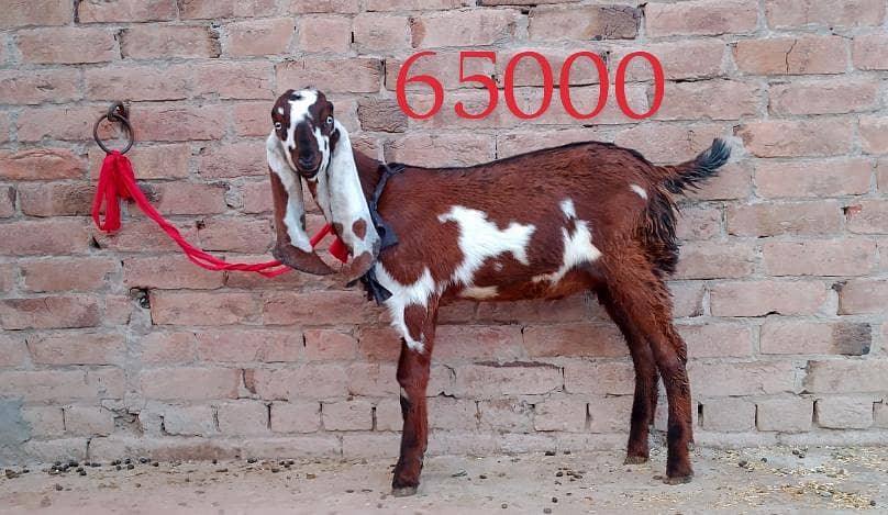 breeder nesaal ka Bakra 4