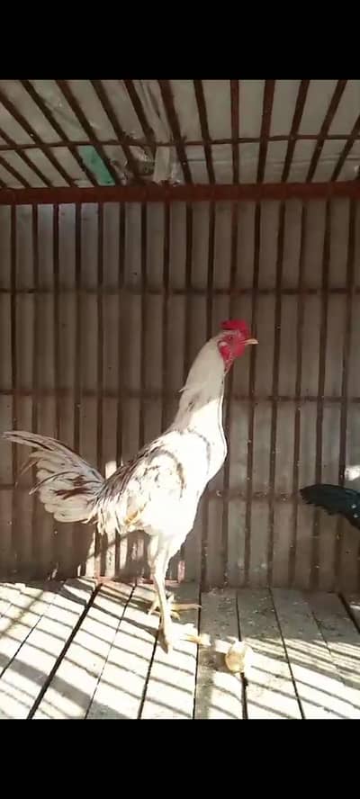 SALE!! SALE! Pure desi  Aseelcross misri chicks for sale full healthy.