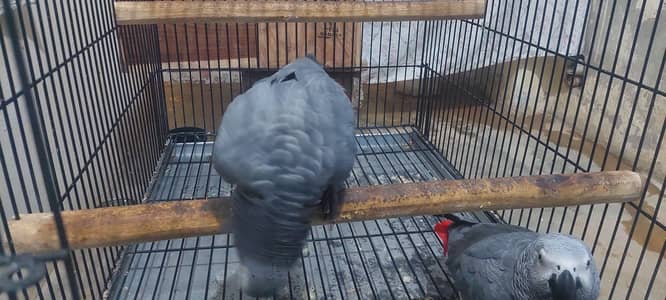 African gray 2 birds  not confirm DNA