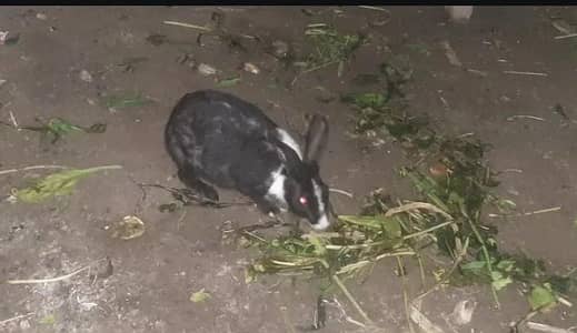 healthy and active femail hy 2000 ki mil Jay gi