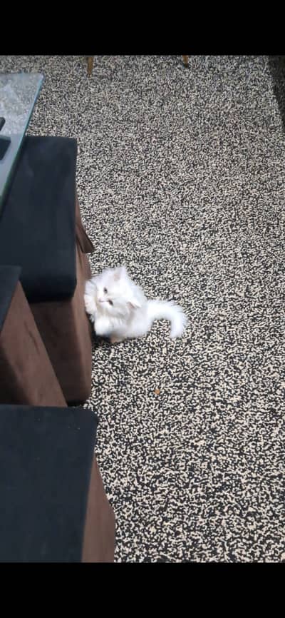 Persian cat with white fluffy fur