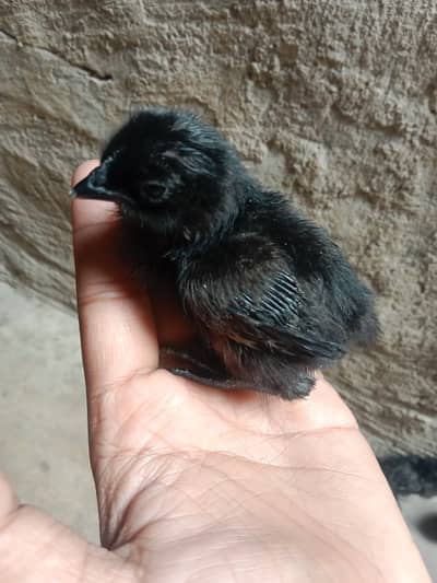 ayam cemani. lohmon black & brown chiks. 1 chiks price Rs. 250
