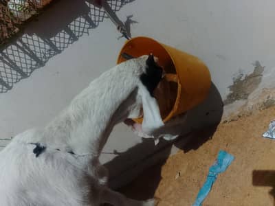 گلابی مادہ بکری (2 سال) بچے کے ساتھ فروخت کے لیے