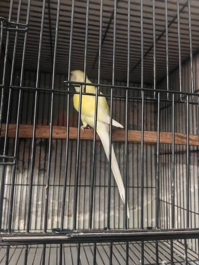 crimino triple cot female ha