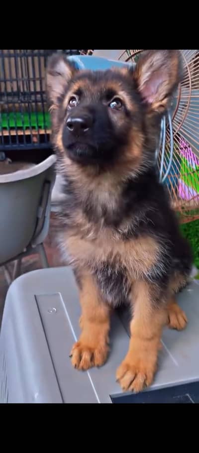 German shepherd puppies