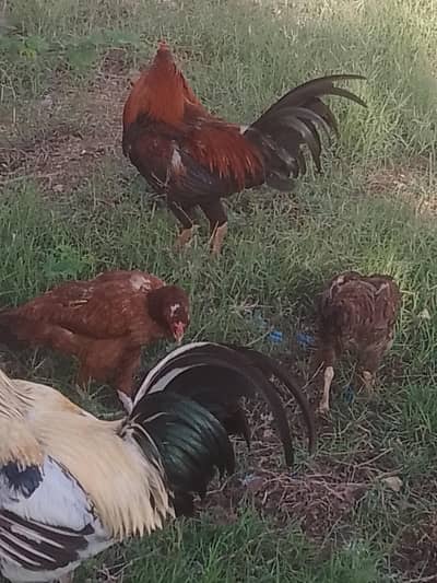 hens for sale