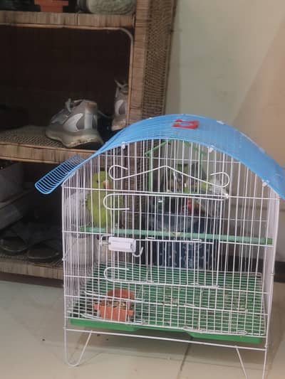 kotha beautiful baby parrot  for not cage sale only parrot for sale