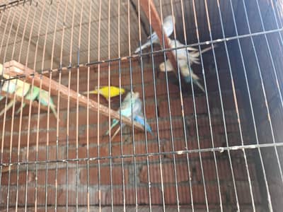 breeder pair for sale