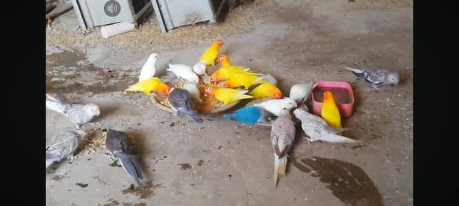 all setup Latino red eyes an ino and black eyes