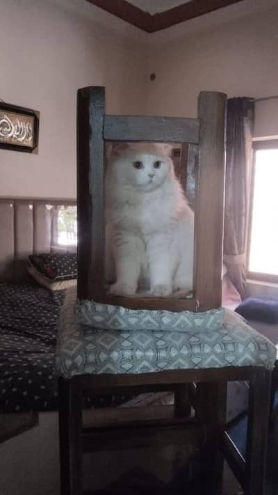 PERSIAN HIGH QUALITY CATS