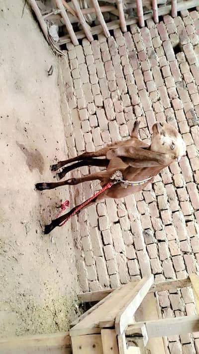 piuer dasi maki chana kassi bakra