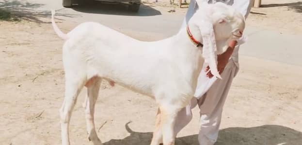 Rajanpuri Bakra Urgent For Sale,  +03228068308