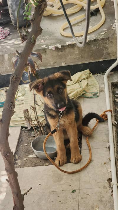 pure duble coat puupy 3 mont mother father video available  vaccinated