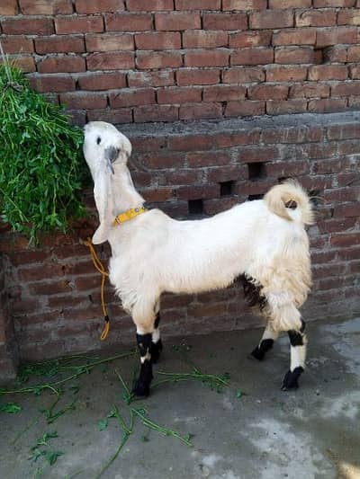 Dasi Rajanpuri bakra