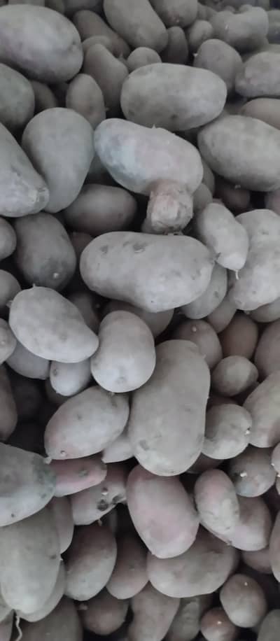 Potatoes Fresh stock 2026