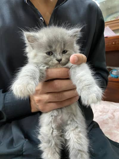 Persian Little Kittle