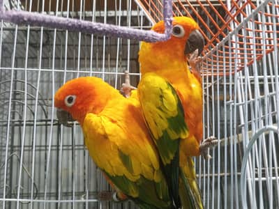 Sun conure Adult Pair