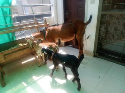 milking goat with kids
