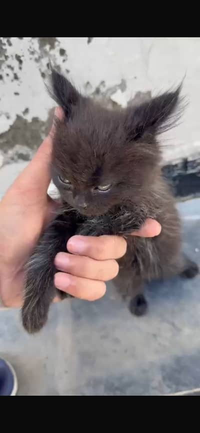 Smoke gray kitten triple coat