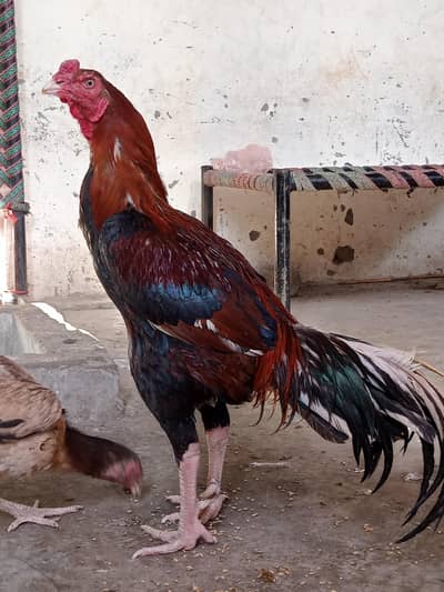 pure aseel home breed