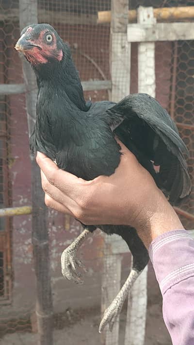 Aseel hen with chicks and Aseel pathi black mushki