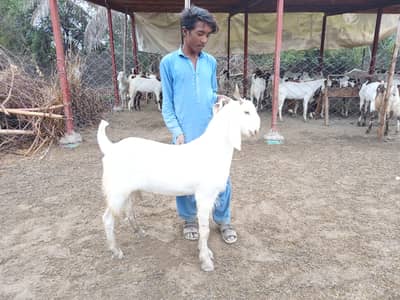 live weight 2000 per kg fix price