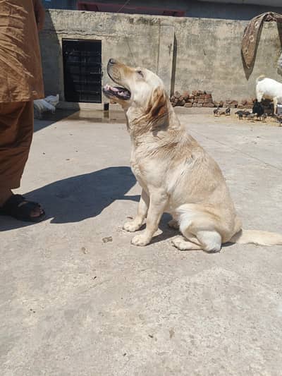 female dog for sale location Rawalpindi