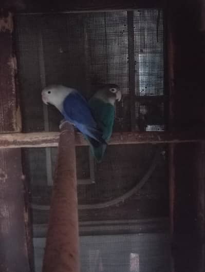 love bird breeder pair