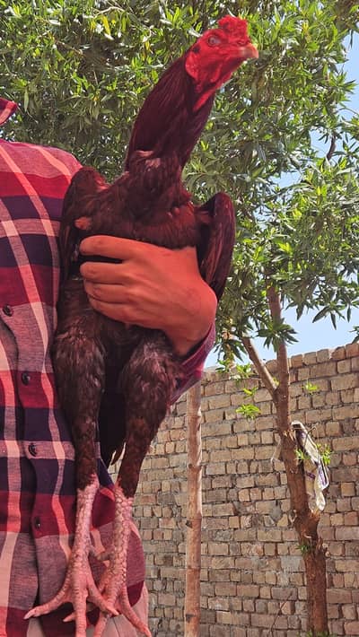 Murgha thai burmi cross