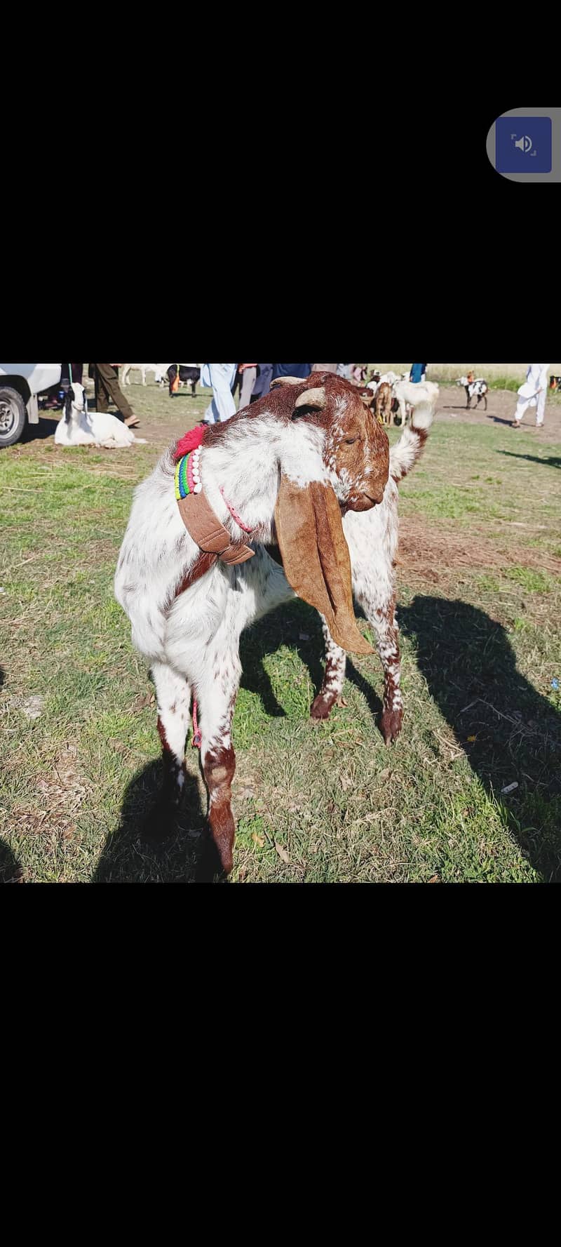 Bakra (03146828645) nbr nd Whatsapp 1