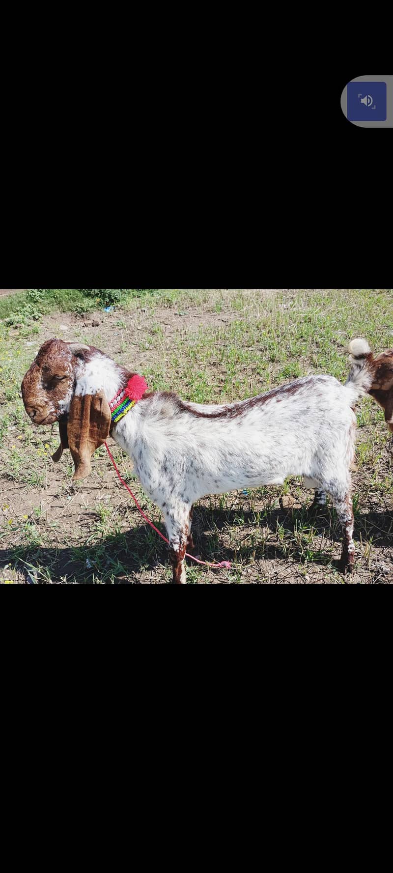 Bakra (03146828645) nbr nd Whatsapp 2