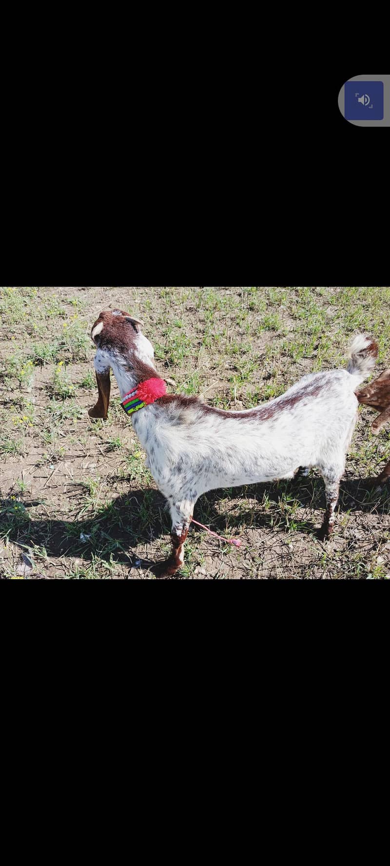 Bakra (03146828645) nbr nd Whatsapp 3